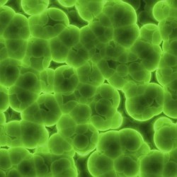 Micro-algen
